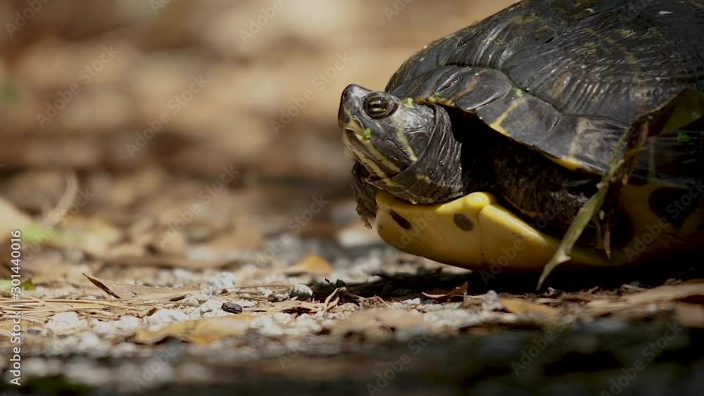 A turtle in Eastern North Carolina. A turtle in Eastern North Carolina.