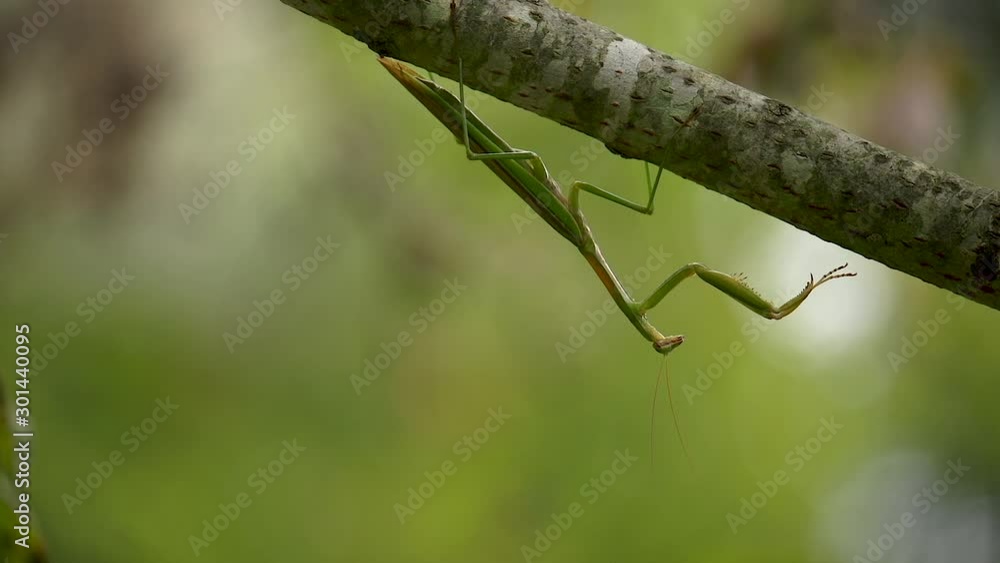 A praying mantis in the wild. A praying mantis in the wild.
