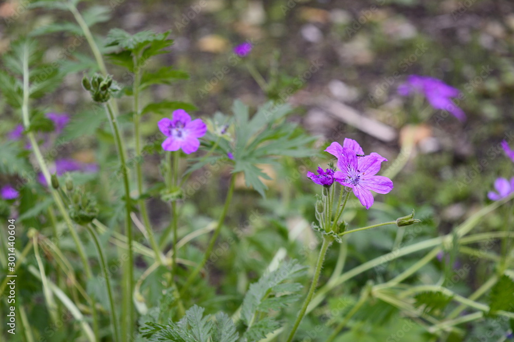 Closeup Erodium manescavii know as Manescau storksbill with blurred bacjground in garden Closeup Erodium manescavii know as Manescau storksbill with blurred bacjground in garden