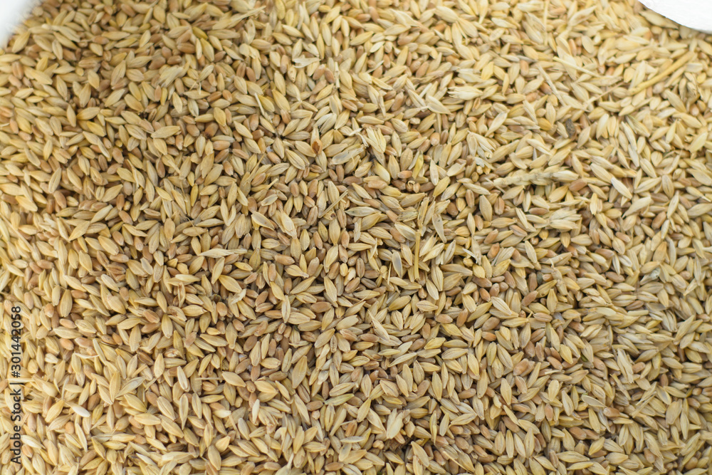 Barley, wheat