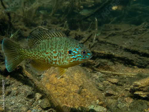 Pumpkinseed sunfish swimming wild in a lake in north Quebec, Canada.