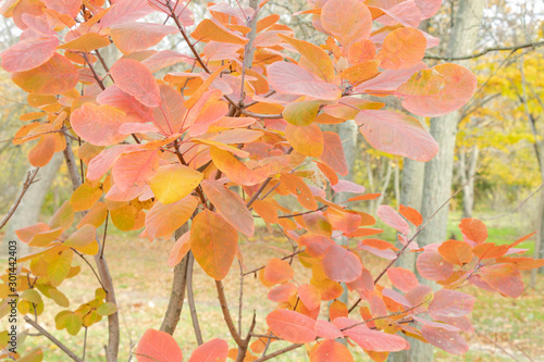 Autumn trees, beautifull nature. © Yuliia