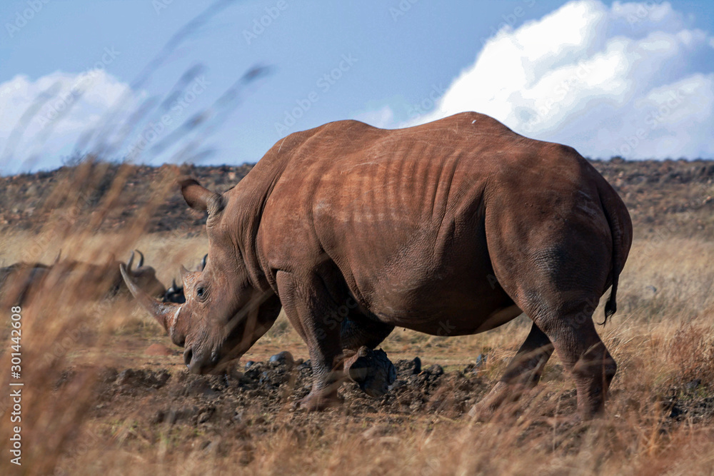 Fototapeta premium A lone White Rhino (Ceratotherium simum)