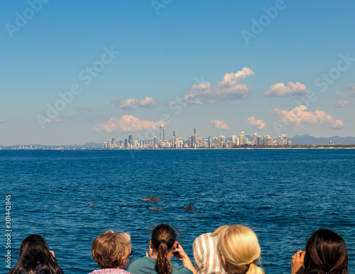 Pod of dolphins being watched by soft focus of tourists watching from whale sightseeing boat with Gold Coast's Surfers Paradise in the distance