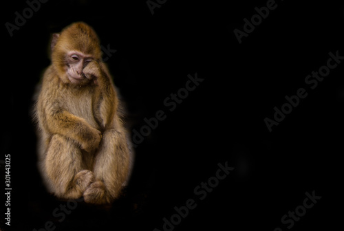 Berber Affe photo