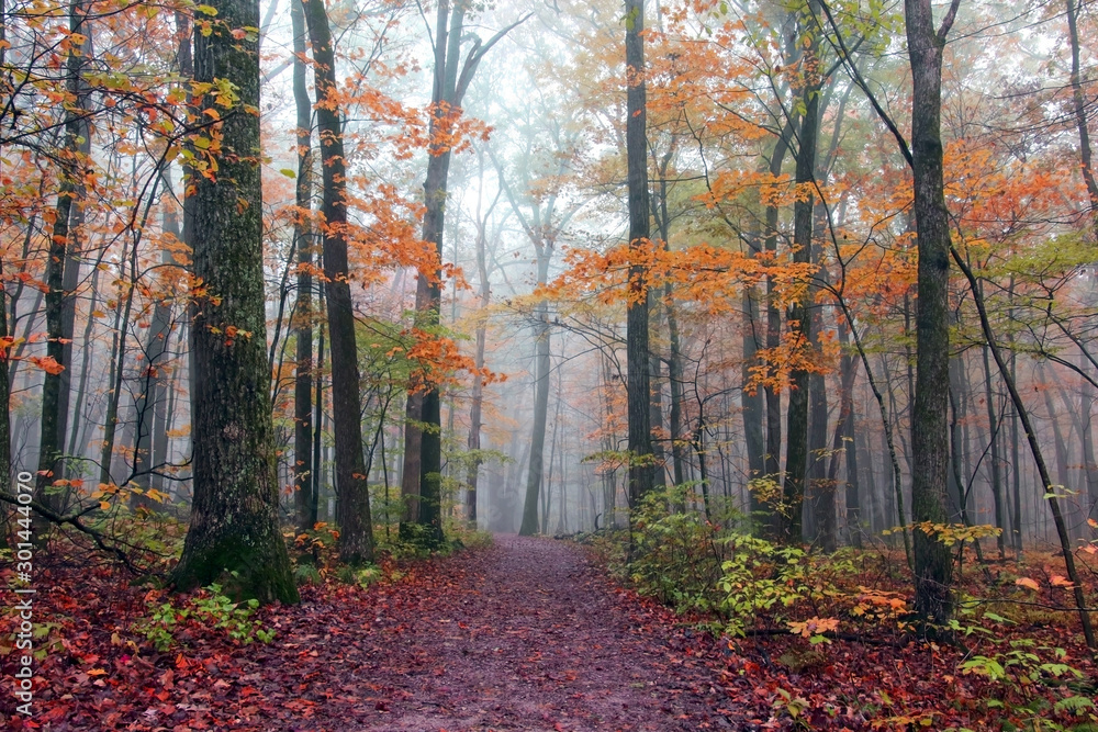 Naklejka premium Beautiful Wisconsin ice age nature background. Scenic autumn landscape in foggy forest. View from East Bluff wooden hiking trail at Devils Lake State Park, Baraboo area, Wisconsin, Midwest USA.