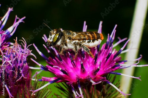 Wild bee. An uncommon wild bee species.