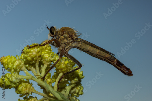 Killer fly (Asilidae). A species of fly that feeds only on other insects.