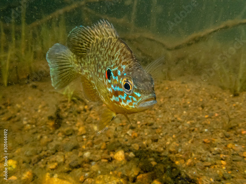 Pumpkinseed sunfish swimming wild in a lake in north Quebec, Canada.
