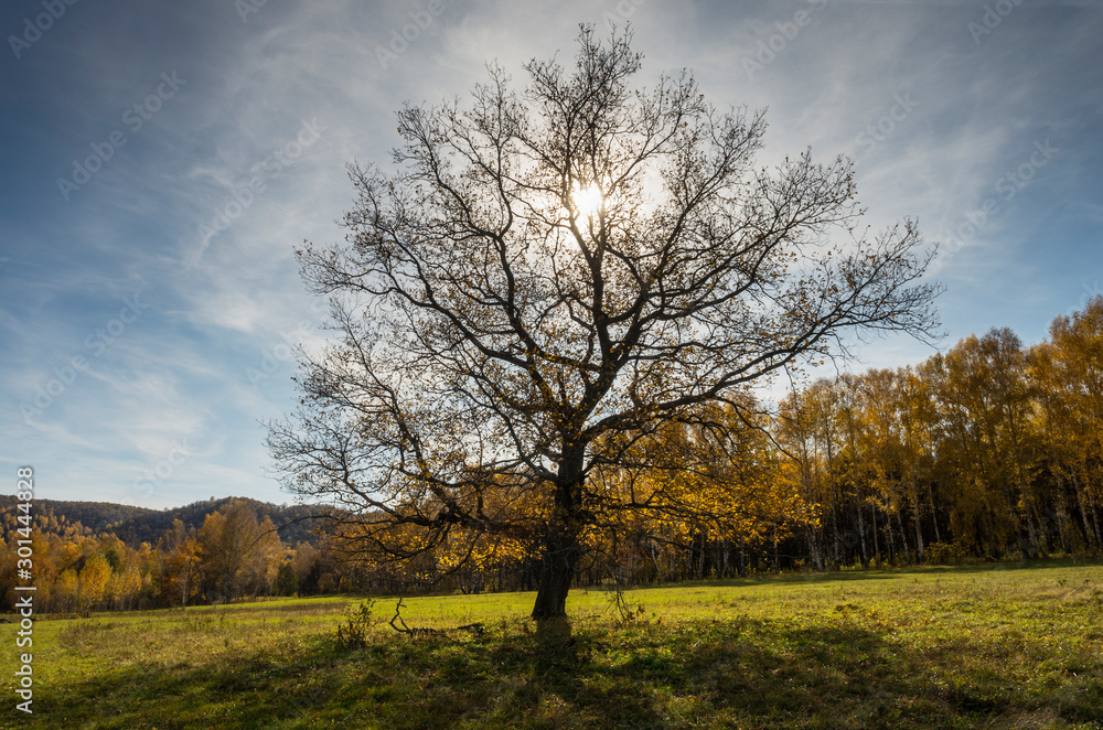 Autumn forest. The oak tree in back light.