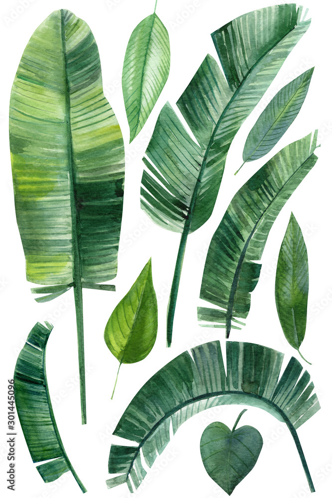 set of palm green leaves, tropical plants on an isolated white ...
