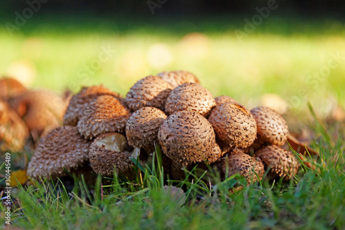 brown and beige mushrooms that grow very close together on the lawn of the church