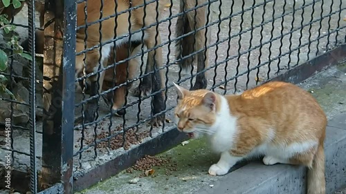 Red cat and foxes eat food together from different sides of the cage.
