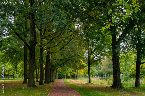 City park in Eindhoven, autumn, Netherlands. Nature.