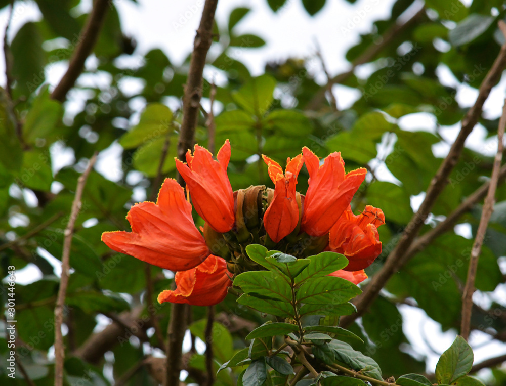 A beautiful natural nice colorful flower. A beautiful natural nice colorful flower.