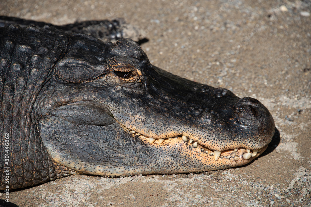 Obraz premium Zookrokodil