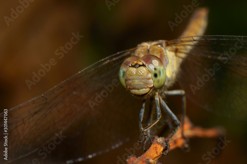 Dragonfly. Attracting these insects, which are quite timid creatures, requires great patience.