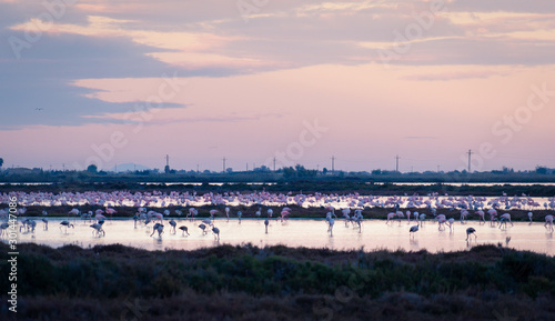 Flamingos group at Ebro Delta Natural Park. African birds. Sunset or sunrise part of day