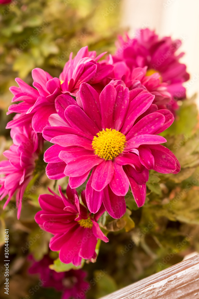 A beautiful natural nice colorful flower. A beautiful natural nice colorful flower.