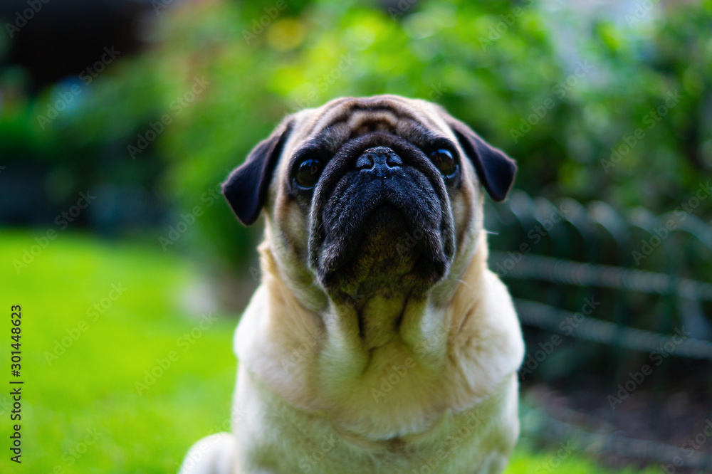 Obraz premium Trauriger beider Mops Hund Glänzendes Fell im Garten