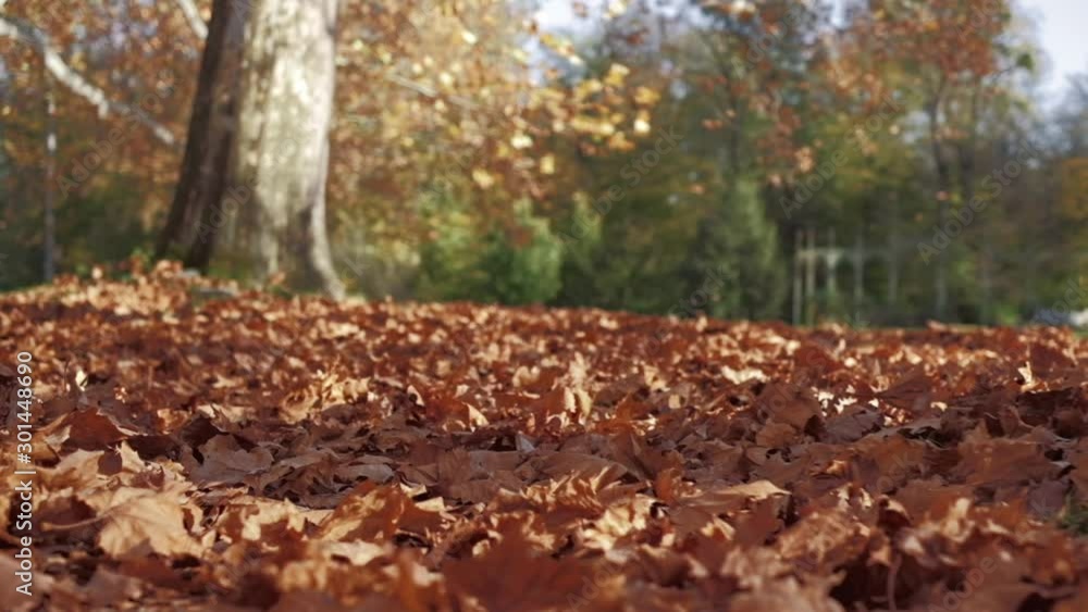 Autumn leaves flying in the wind at a park with tall plane trees. Slow motion walking POV shot on a gimbal, low angle. Autumn leaves flying in the wind at a park with tall plane trees. Slow motion walking POV shot on a gimbal, low angle.