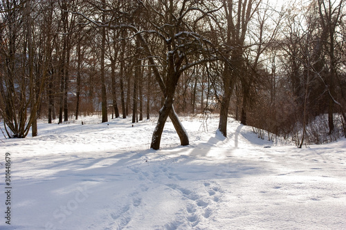 Winter landscape. Two bent trees on the background of a snow-covered park.