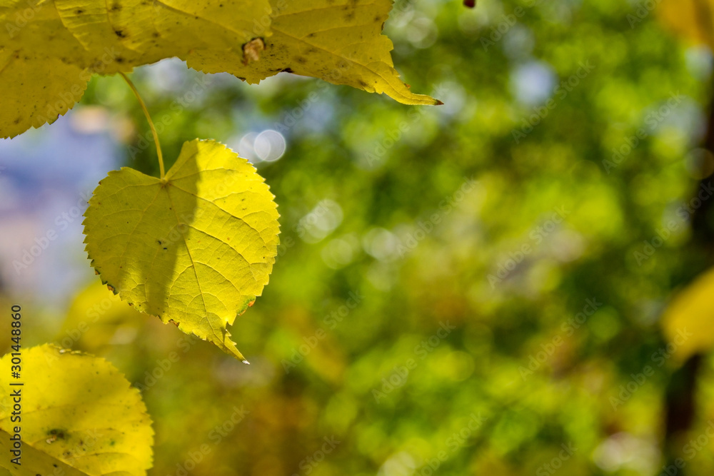 Fototapeta premium Yellow Leaf on Green Background