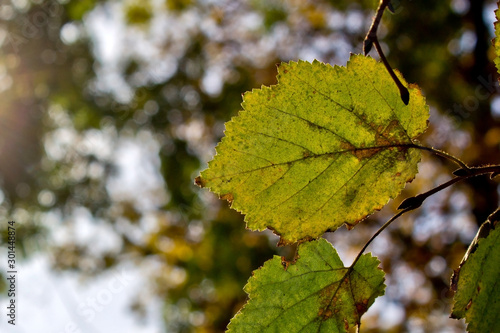 Green Leaf in Autumn with Blurred Background
