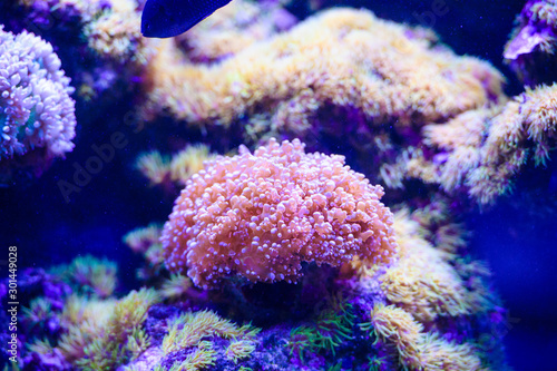 sea corals