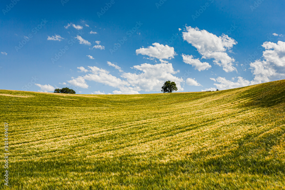 Green field and blue sky. La Rioja, Spain. (Summer horizontal landscape, no people)