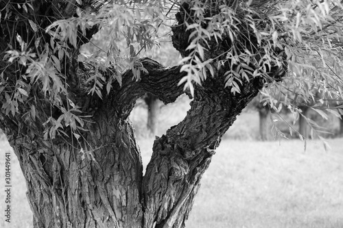 tree in winter