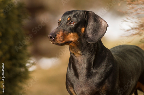 Dog German haired Dachshund in the summer outdoors closeup portrait © Ivan