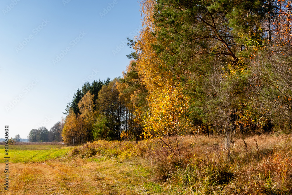 Fototapeta premium Piękna polska złota jesień, Dolina Górnej Narwi, Podlasie, Polska