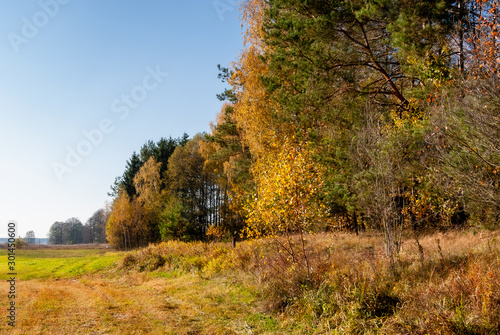 Piękna polska złota jesień, Dolina Górnej Narwi, Podlasie, Polska