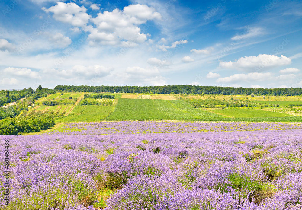Summer lavender field and bright blue sky with clouds