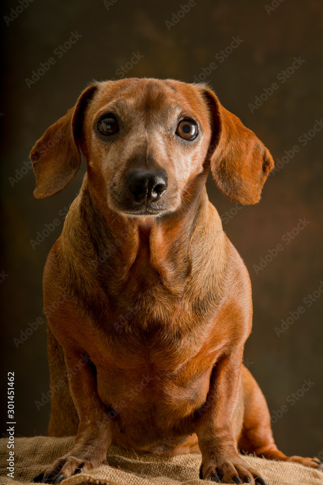 Portrait of a small dachshund breed dog sitting