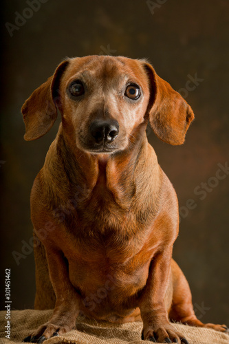 Portrait of a small dachshund breed dog sitting