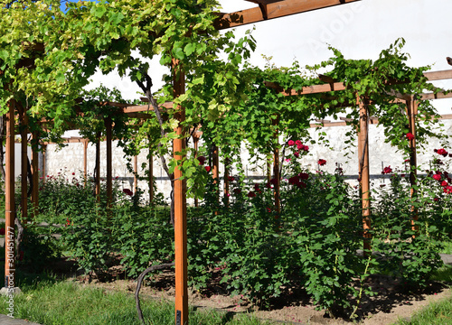 Tableau sur toile Unripe grapes and a red roses in the garden
