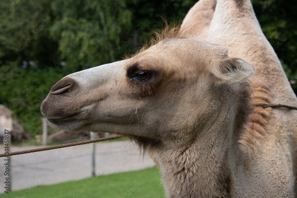 Obraz premium Trampeltier