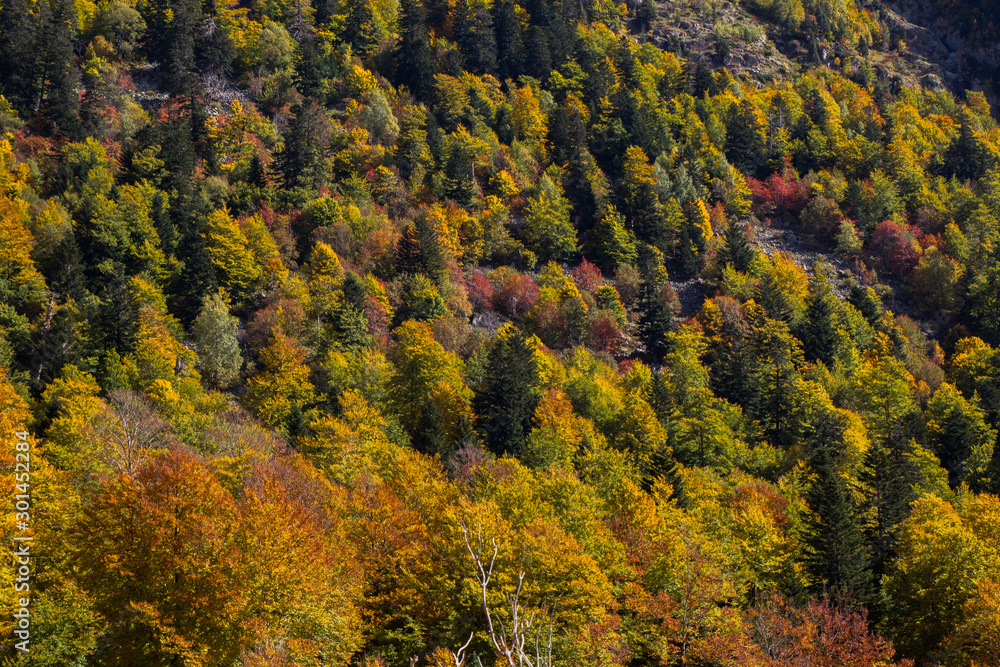View over autumn trees in Pyrenees
