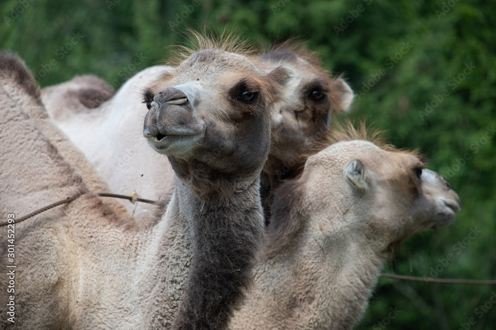 Obraz premium Trampeltier