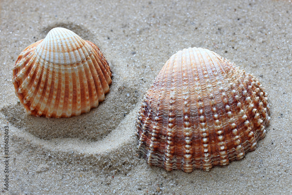 beautiful shells from the bottom of the deep sea beautiful shells from the bottom of the deep sea