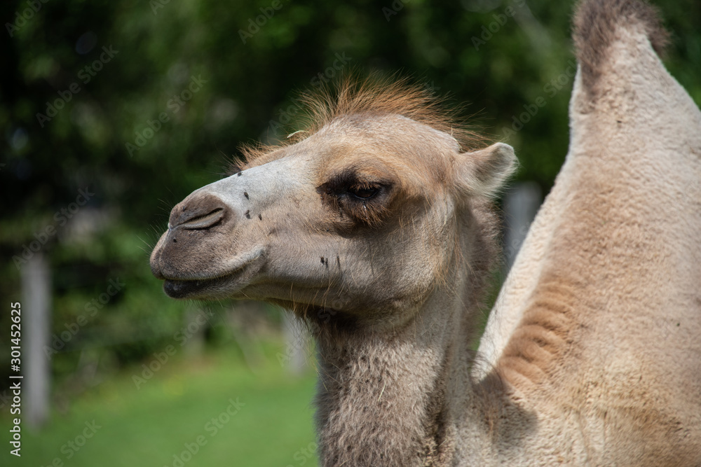 Fototapeta premium Trampeltier