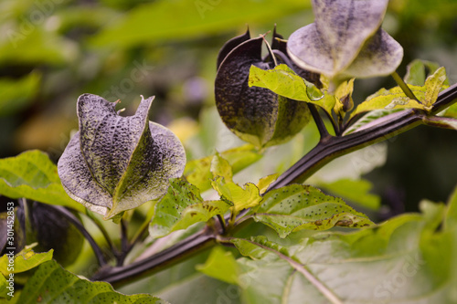 nicandra physalodes,green flower,gardenautumn photo