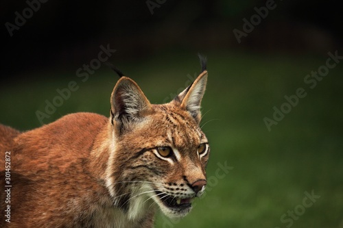 The Eurasian lynx (Lynx lynx) staying in front of the forest. Young male with green background. Lynx portrait in morning sun.