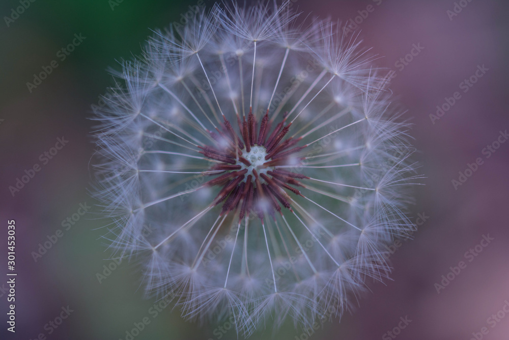 Fototapeta premium Dandelion seeds with a blur background