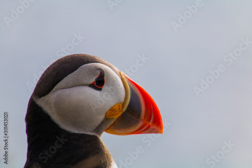 Puffins in Látrabjarg © Flurin