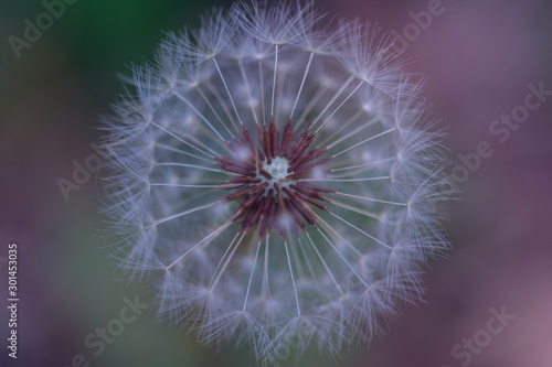 Dandelion seeds with a blur background