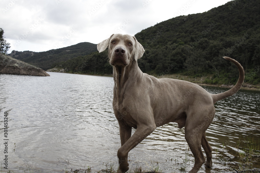 dog in the lake dog in the lake