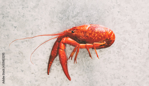 One crawfish on a galvanized steel background with copy space. photo